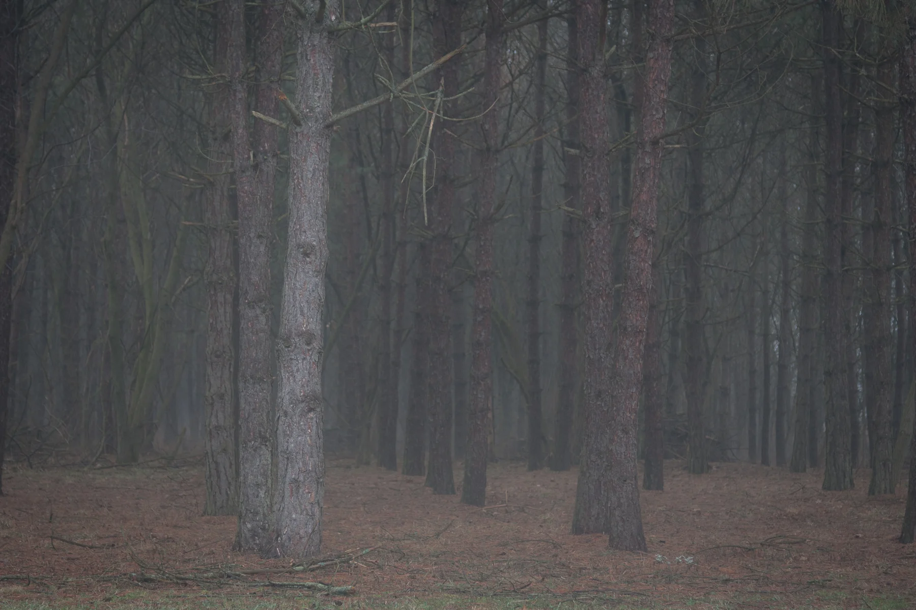 The Woods through Fog