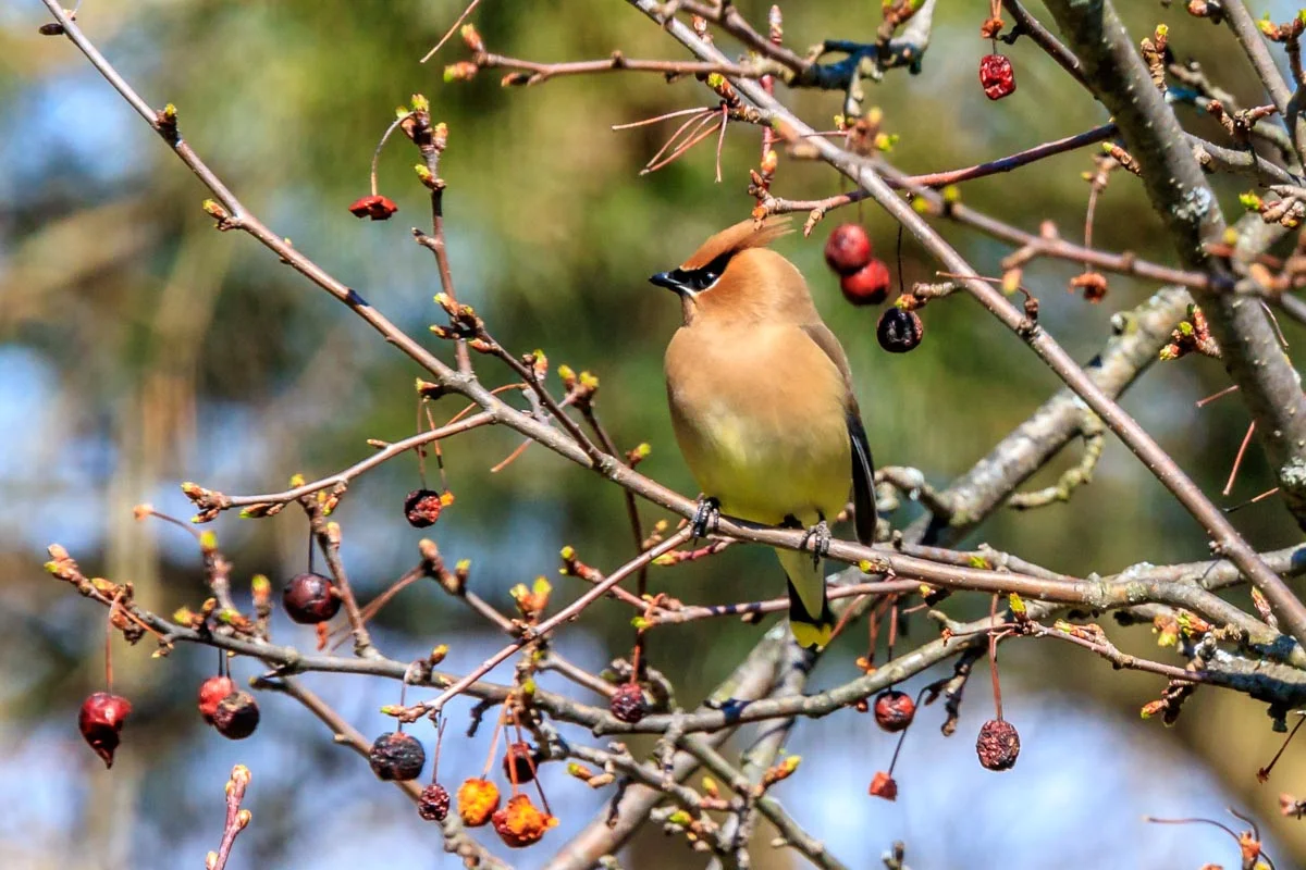 Cedar Waxwing in the Crab Apple Tree