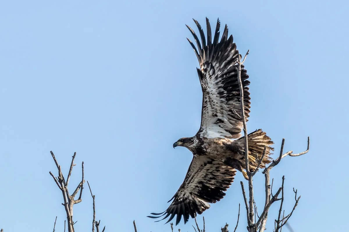 Young Eagle in Flight
