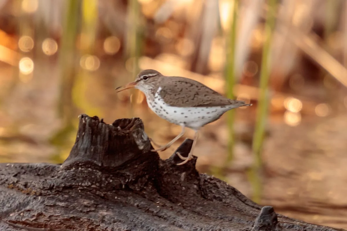 Spotted Sandpiper