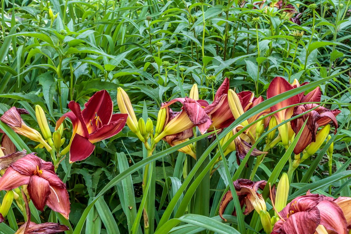Day Lilies