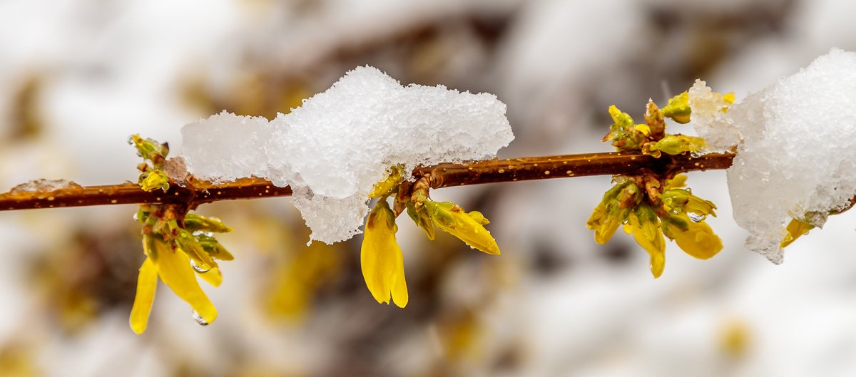 More Forsythia in the Snow