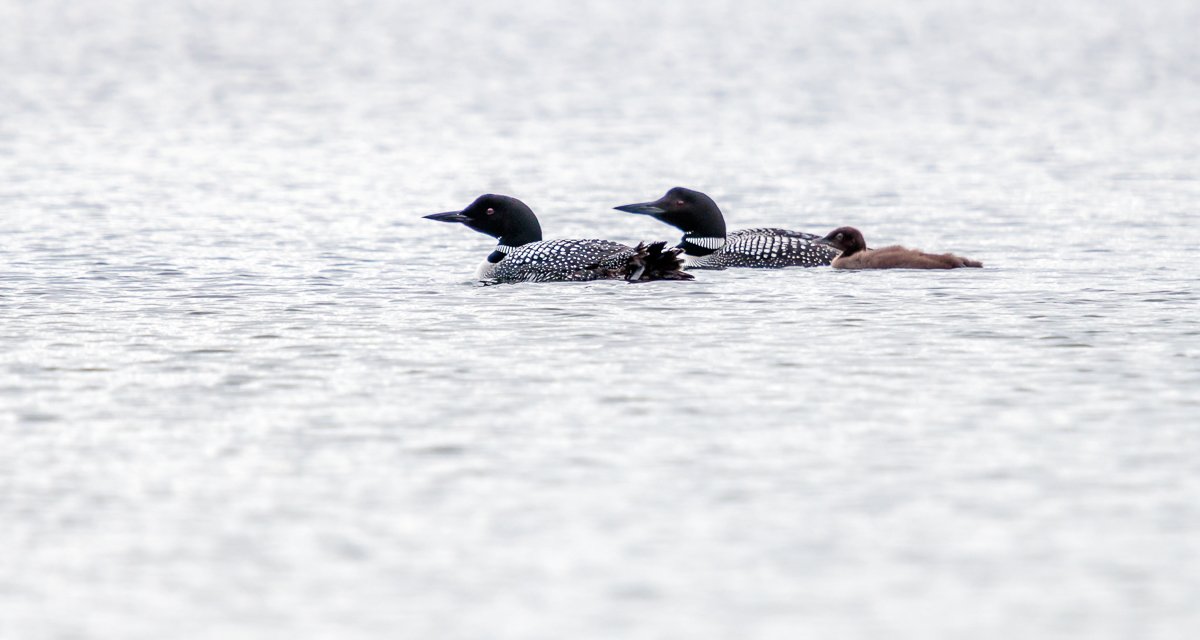 Loon Family
