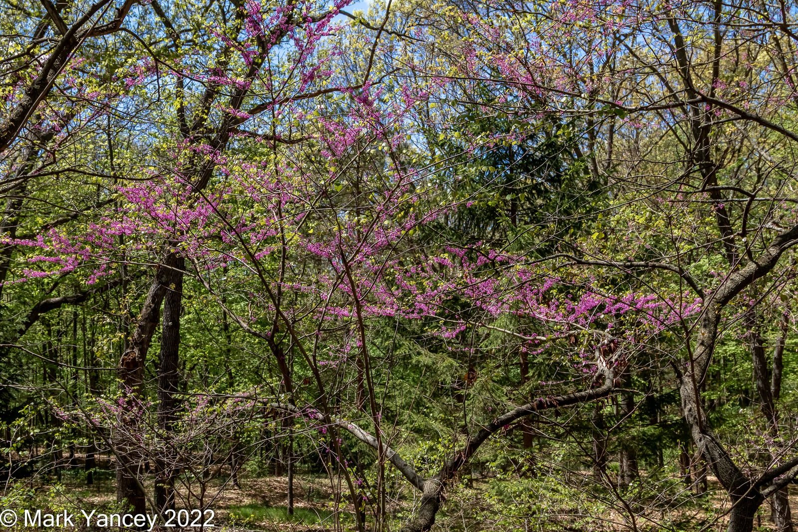 Redbud Tree in Full Bloom