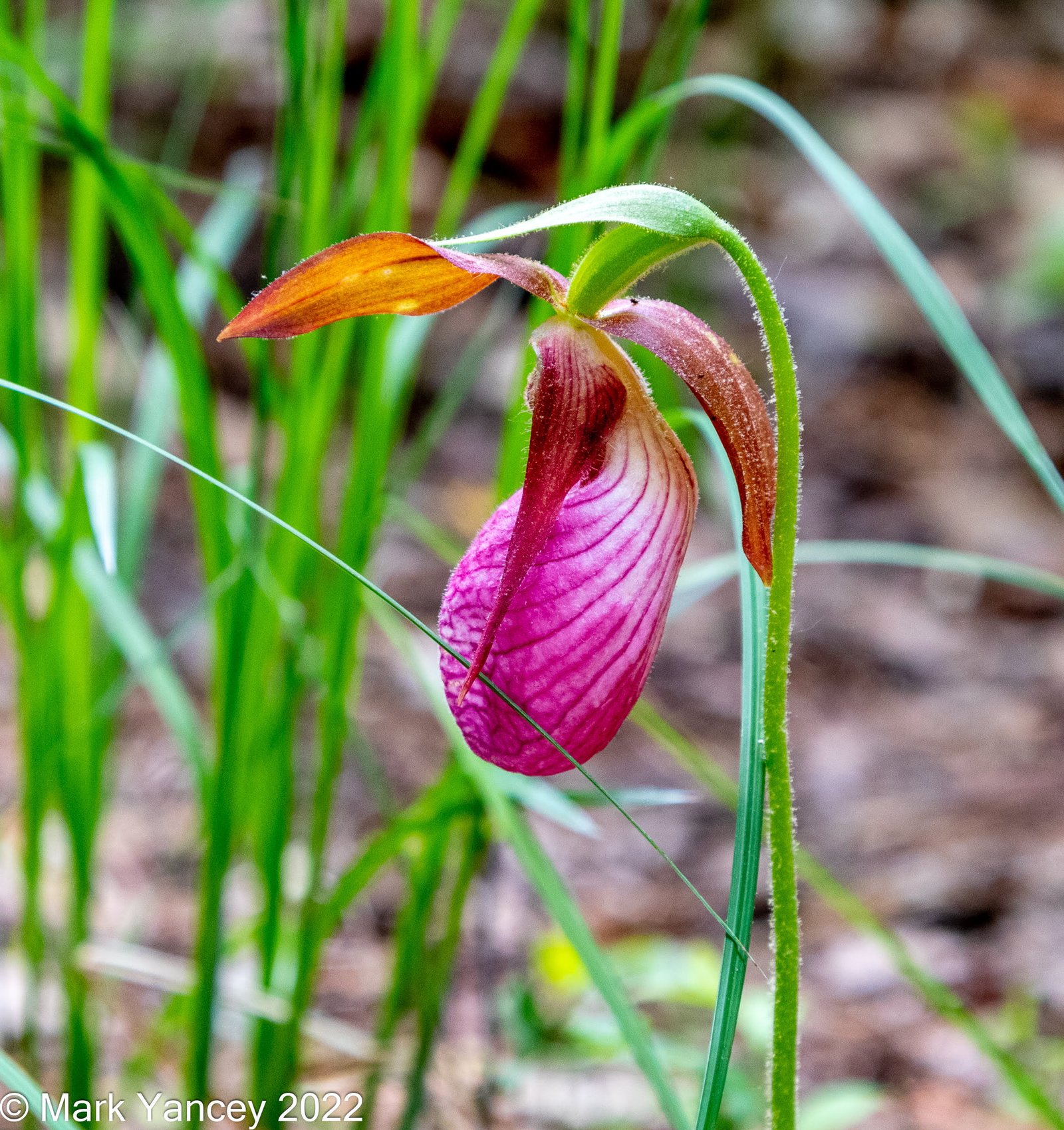 Pink Lady's Slippers