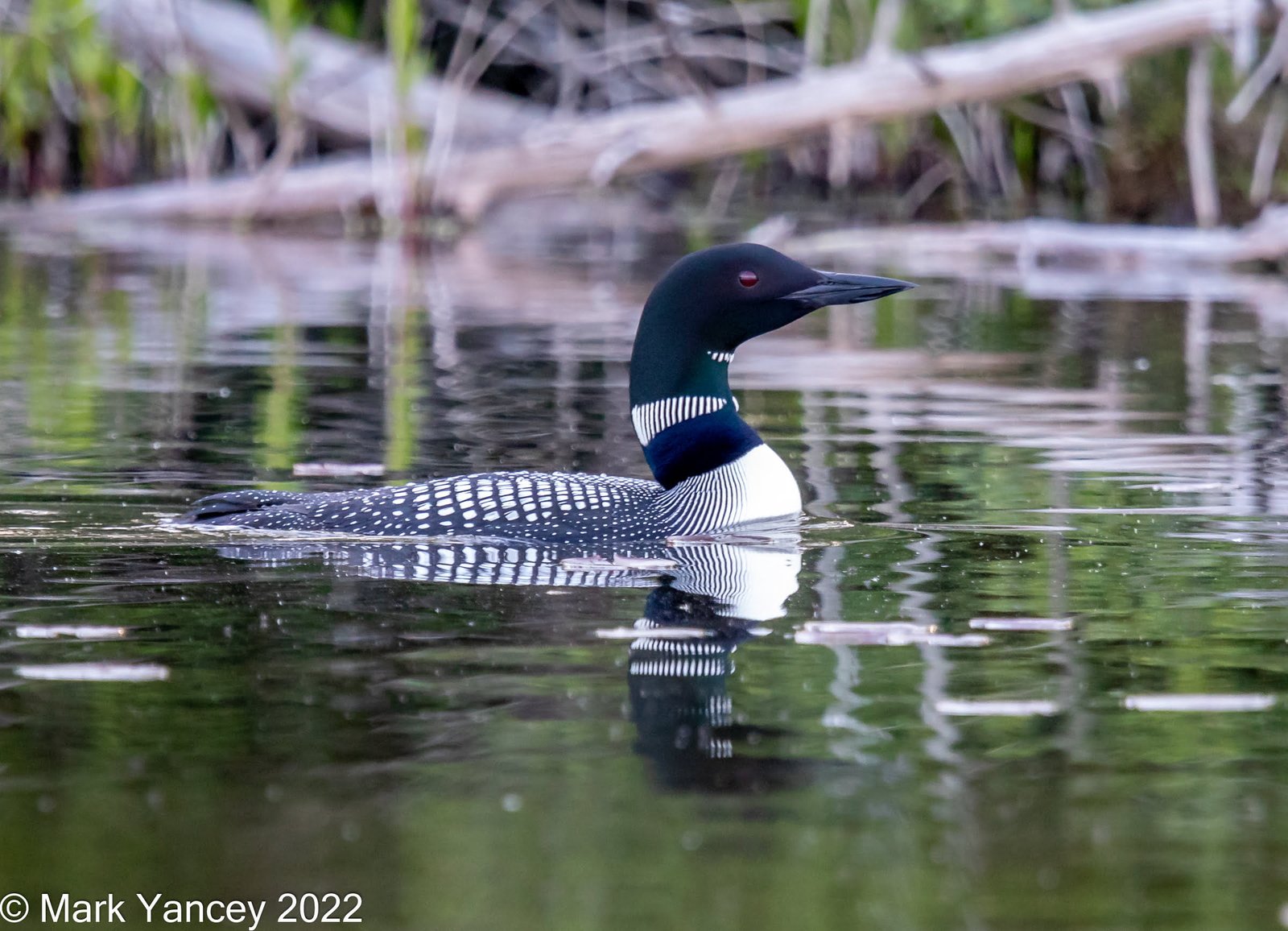 Loon - Another Side Profile