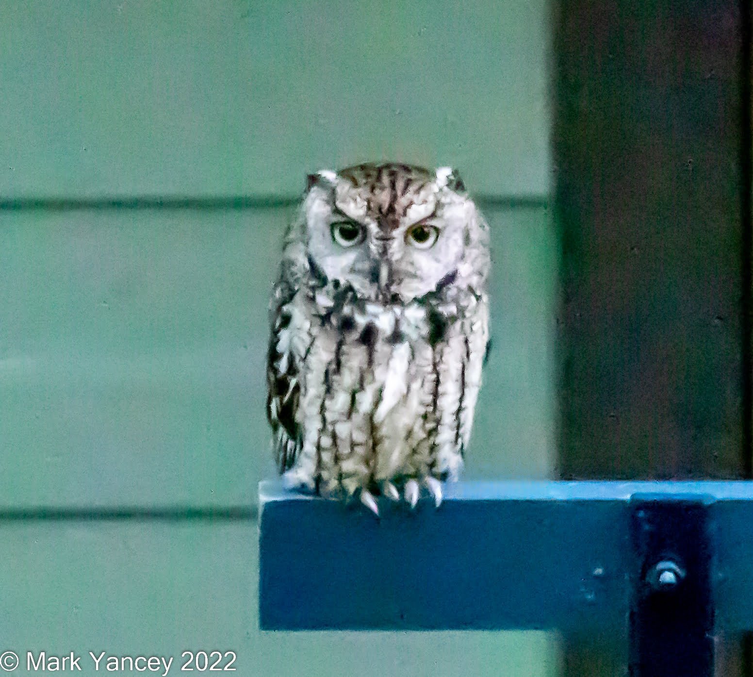 Young Screech Owl on the Porch