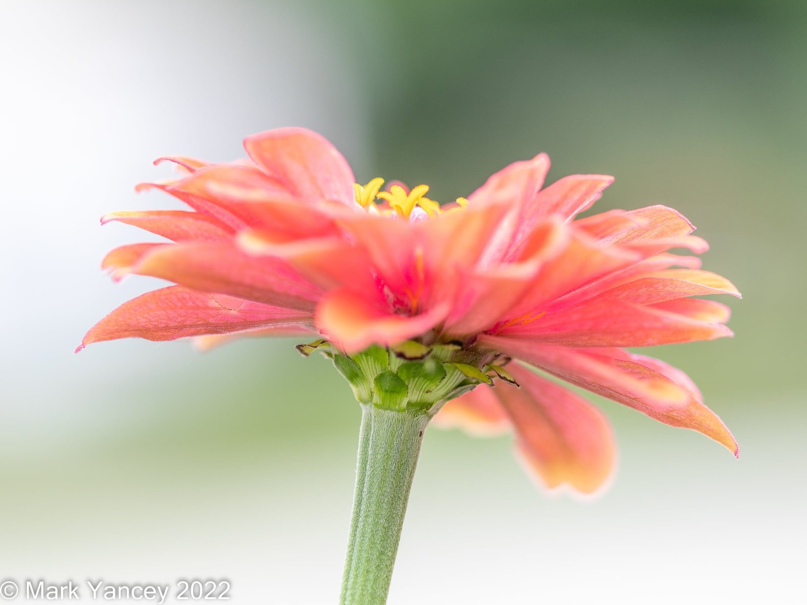 Zinnia Side and Bottom