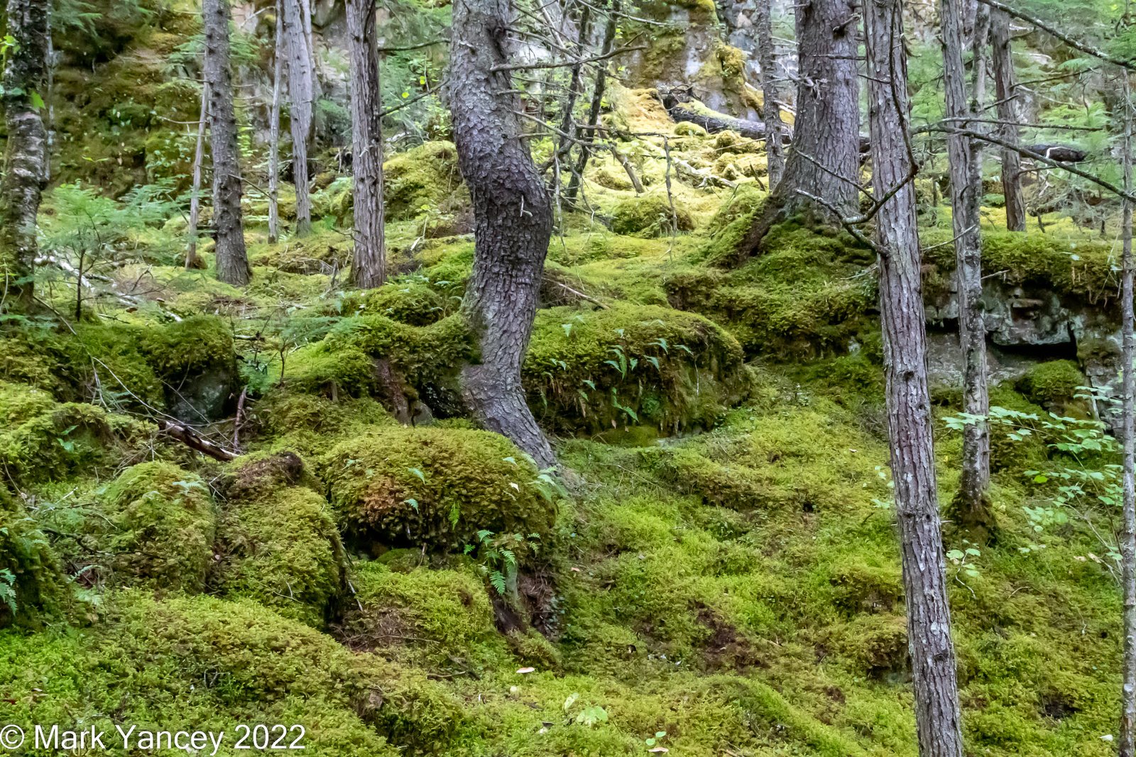 Lush Moss-Covered Landscape