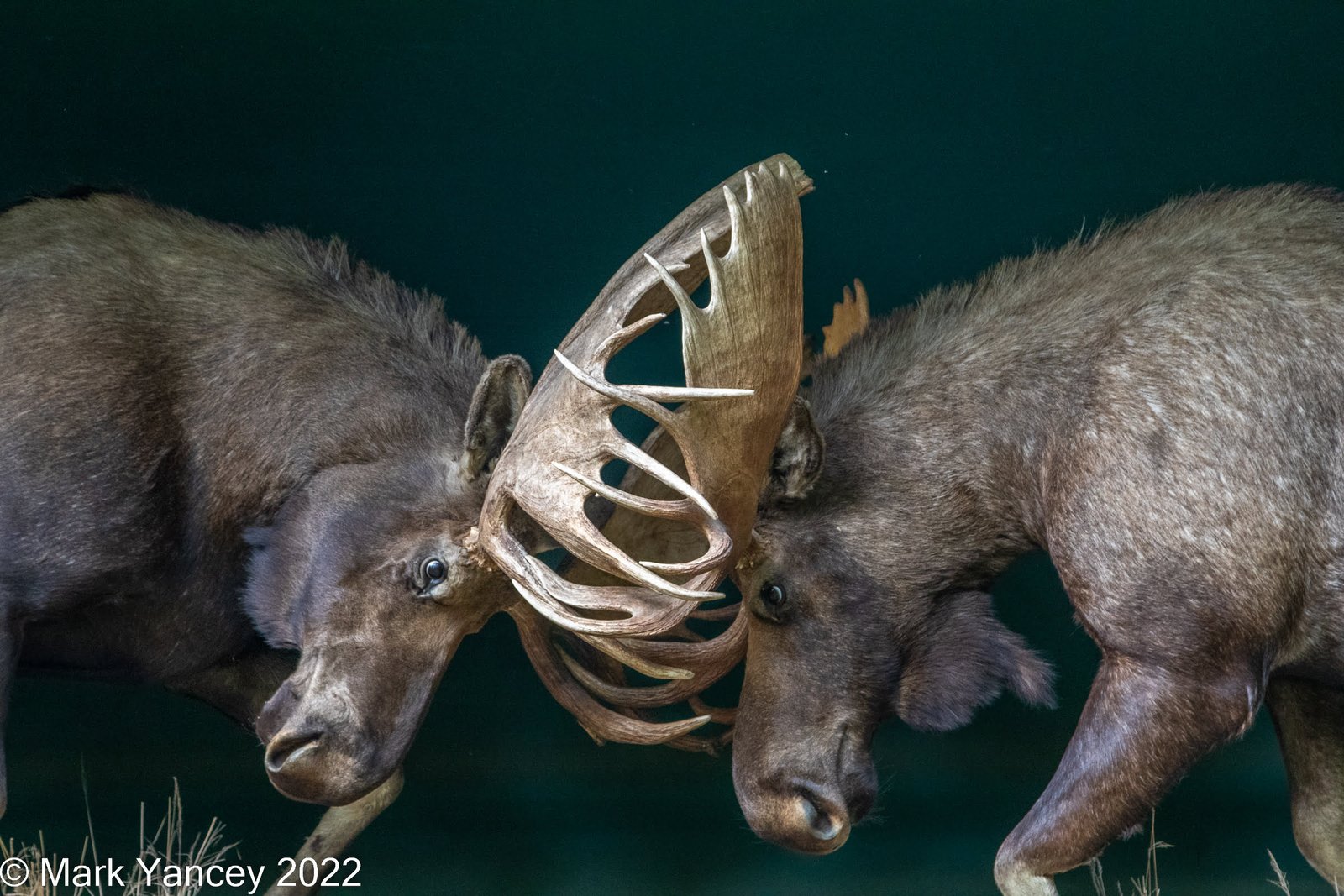 Bull Moose with Locked Horns