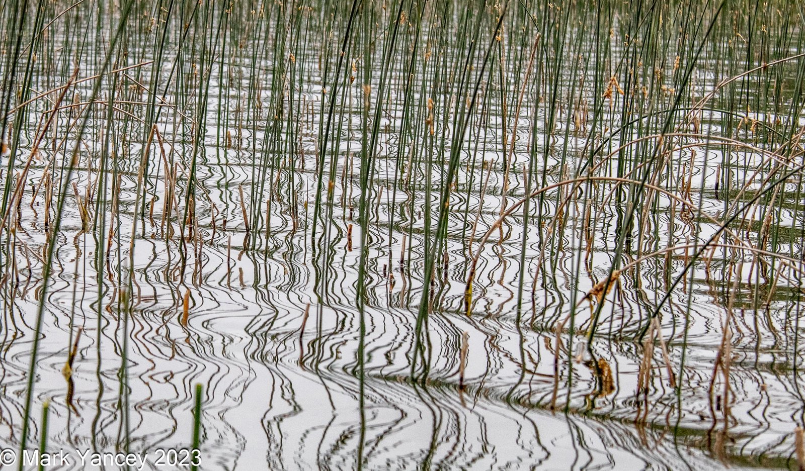 Reflection of Reeds in the Water