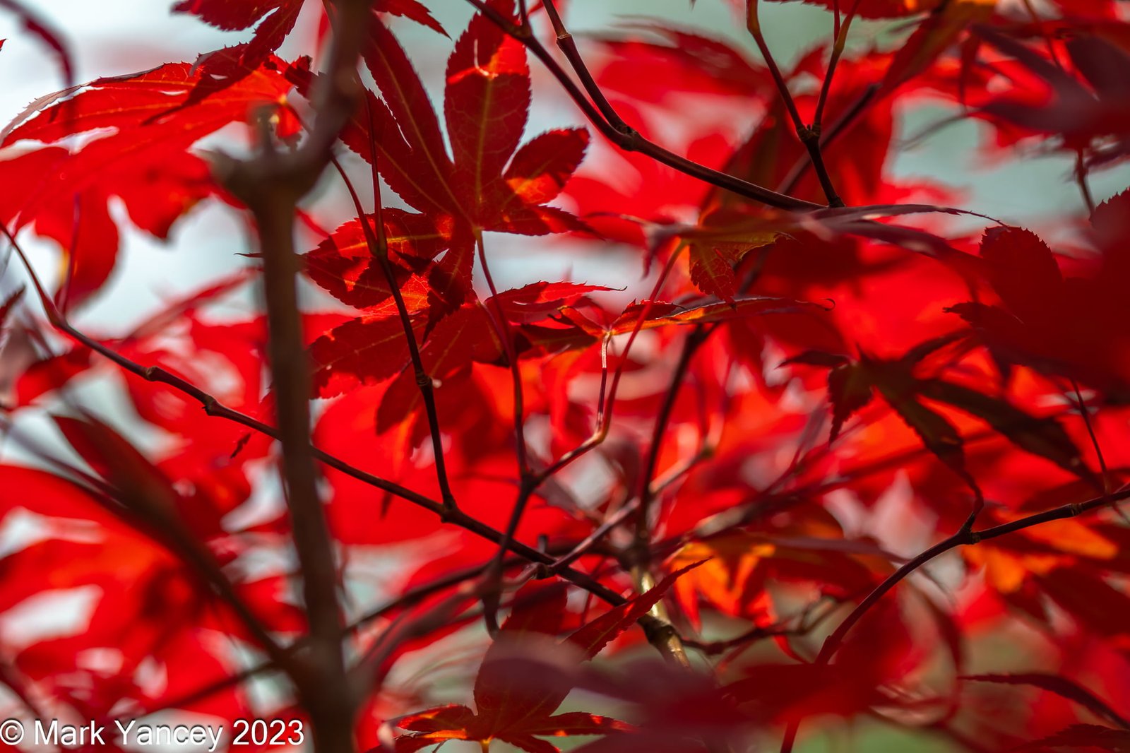 Sunlight through Japanese Maple Leaves