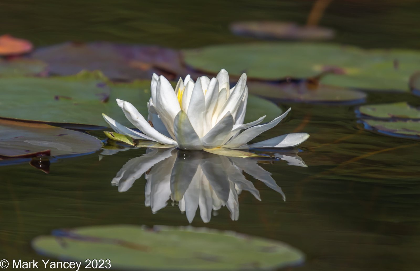 Water Lily