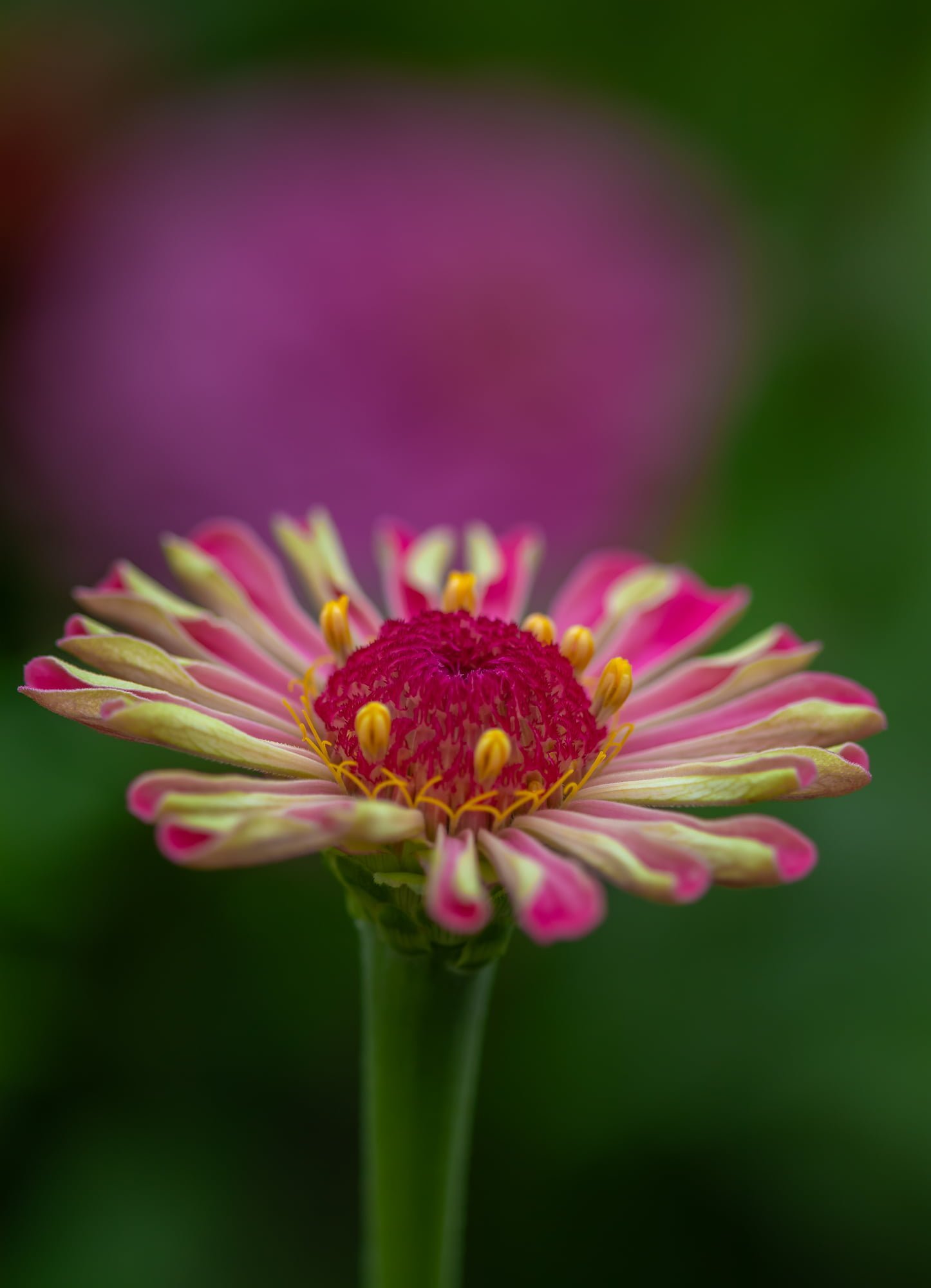 Multi-Colored Zinnia