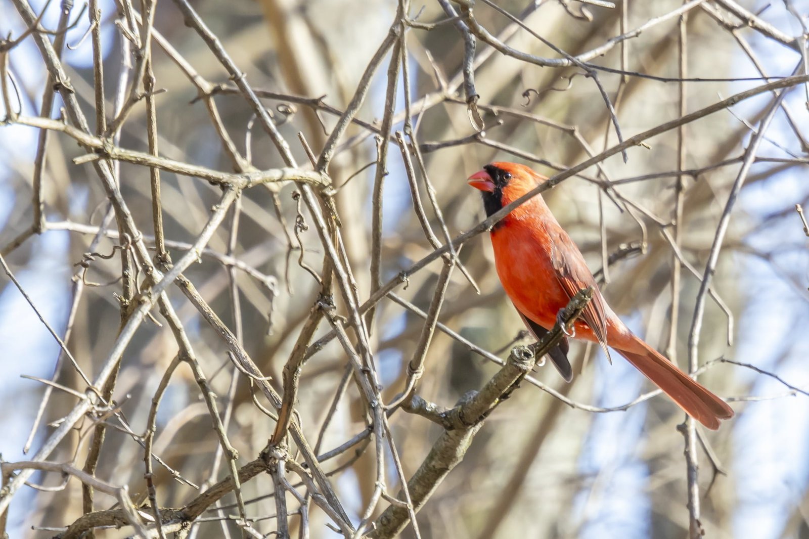 Male Cardinal