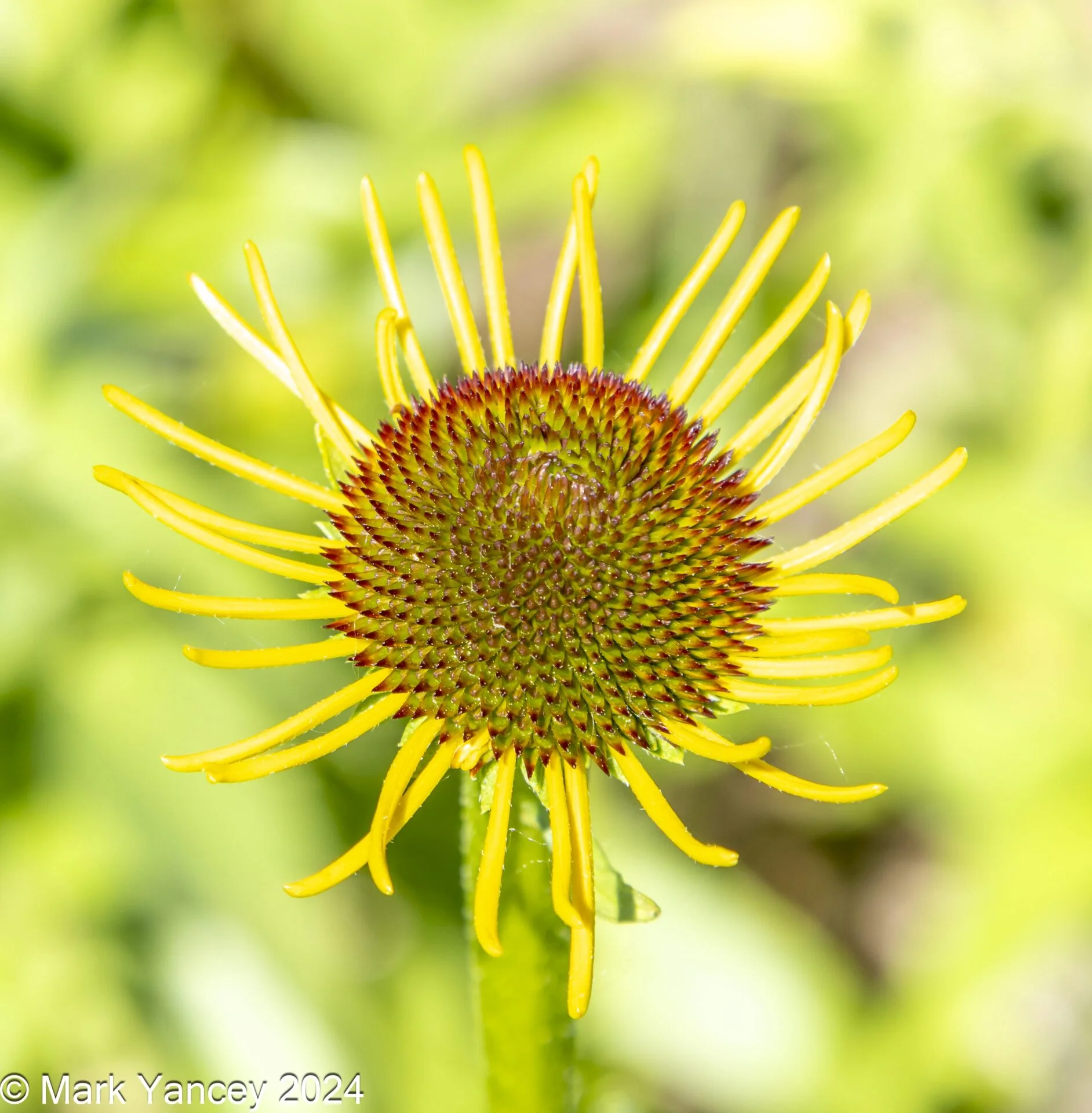 Another Allium