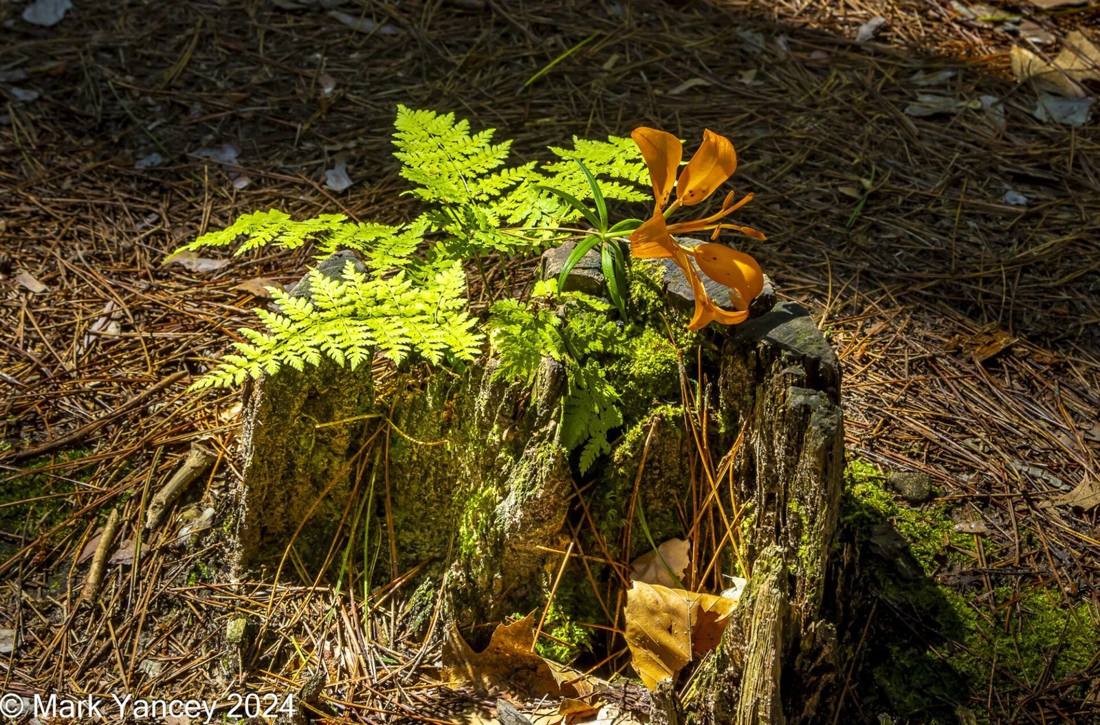 Wood Fern and Wood Lily in Rotting Stump