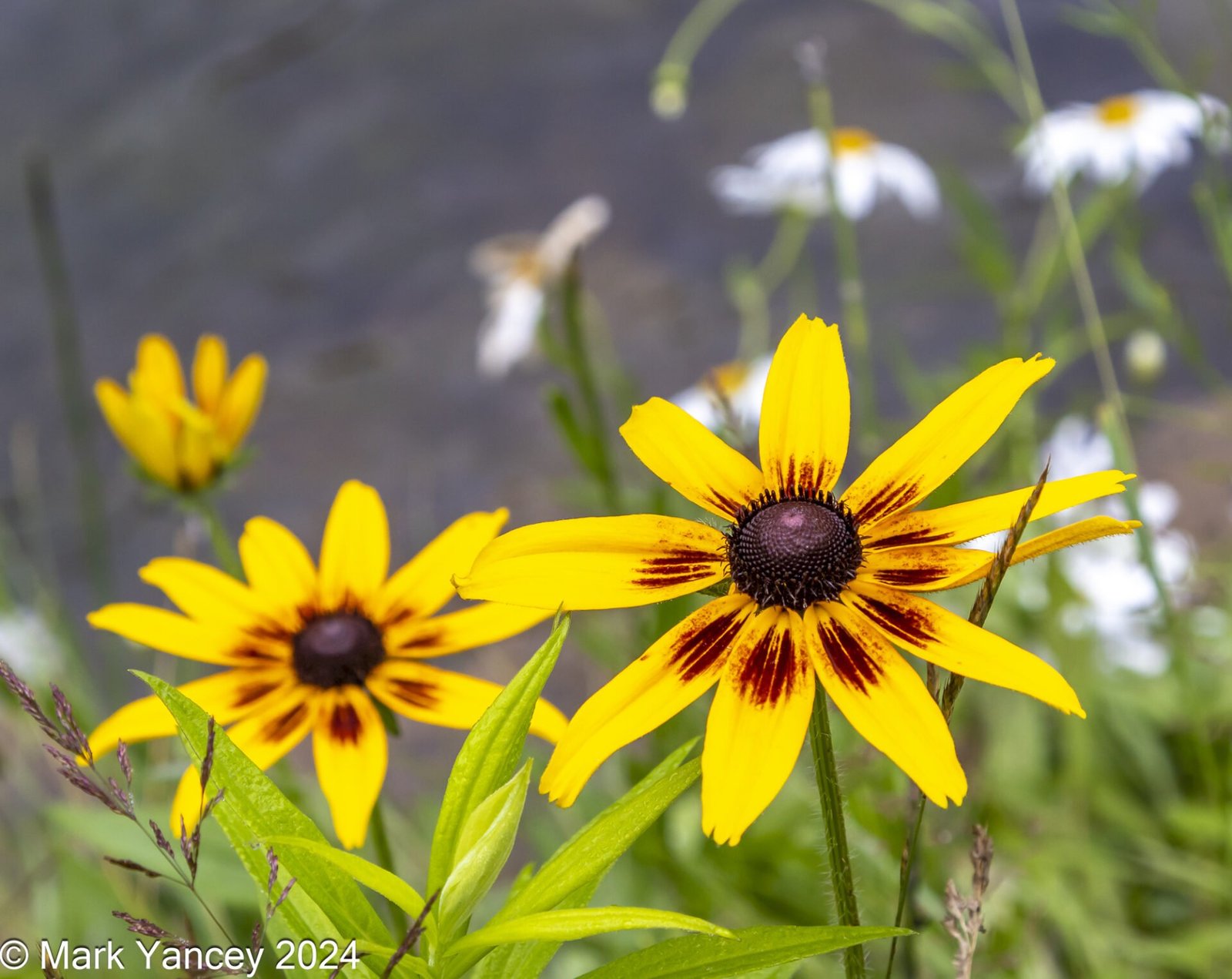 Black Eyed Susan