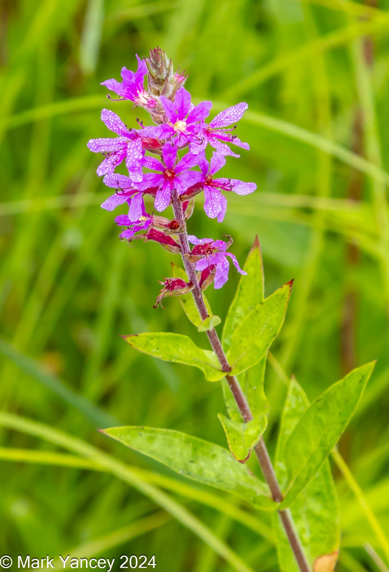 Purple Loosestrife