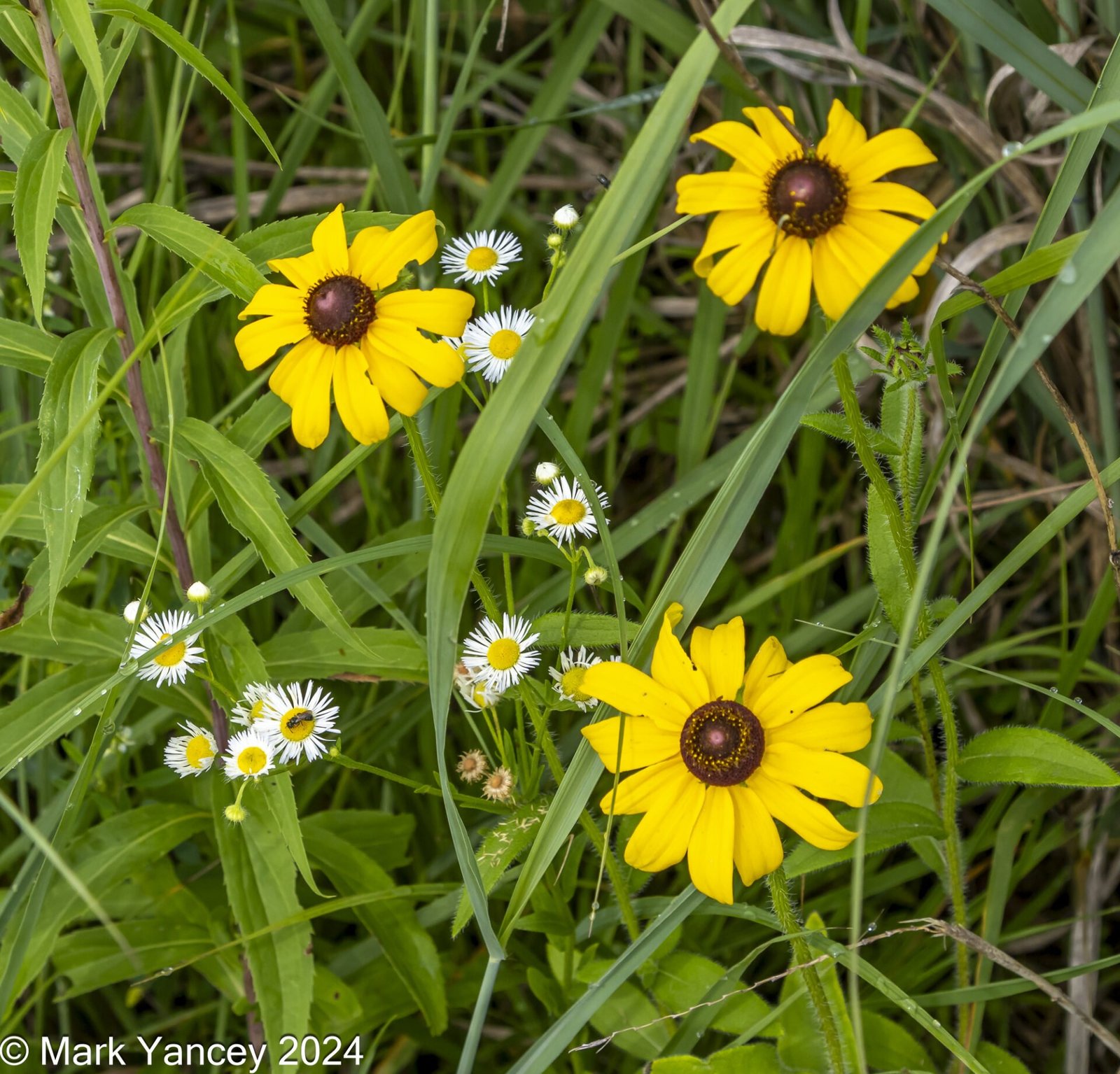 Daisies and Asters