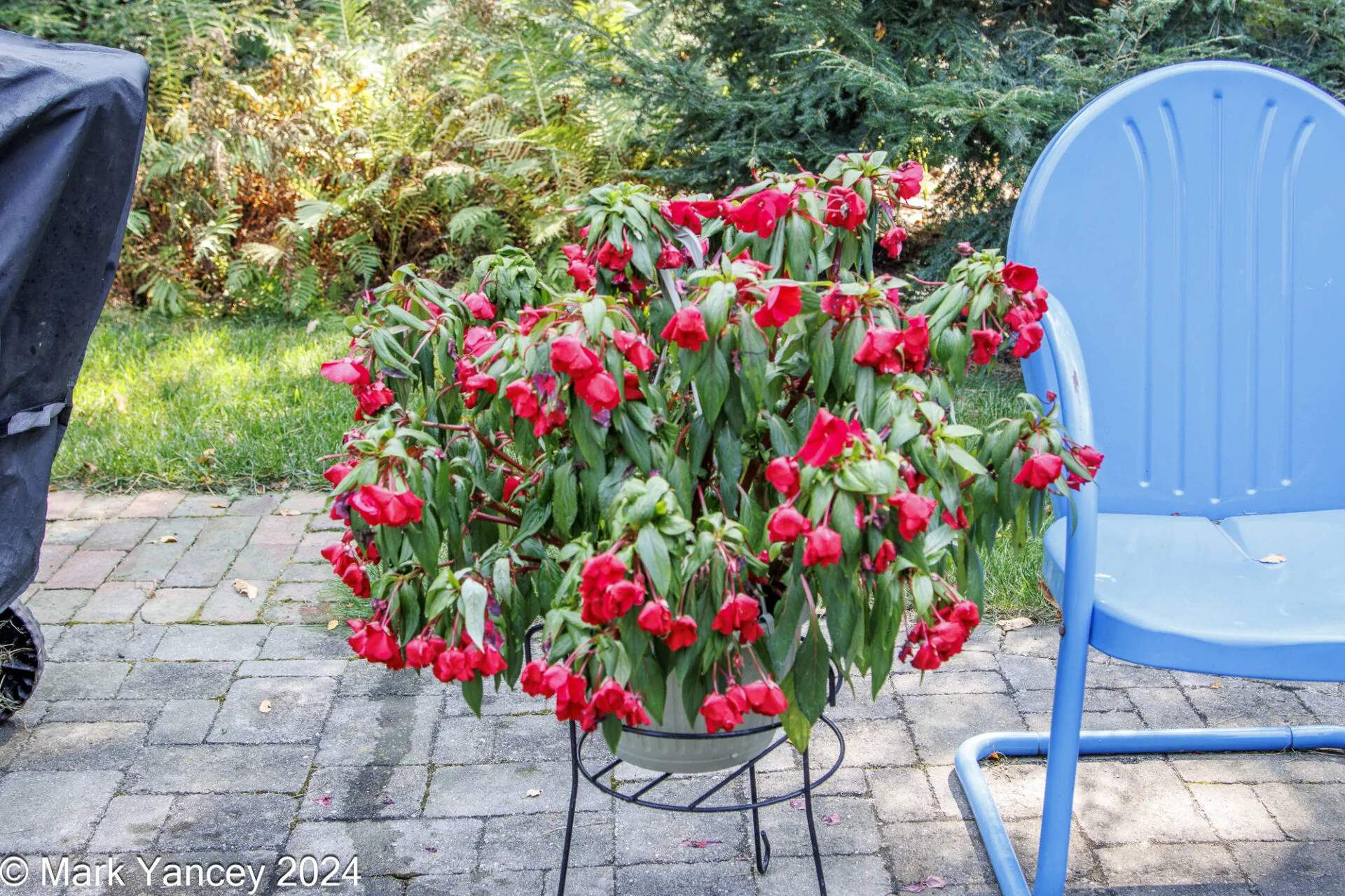 Drooping Impatiens