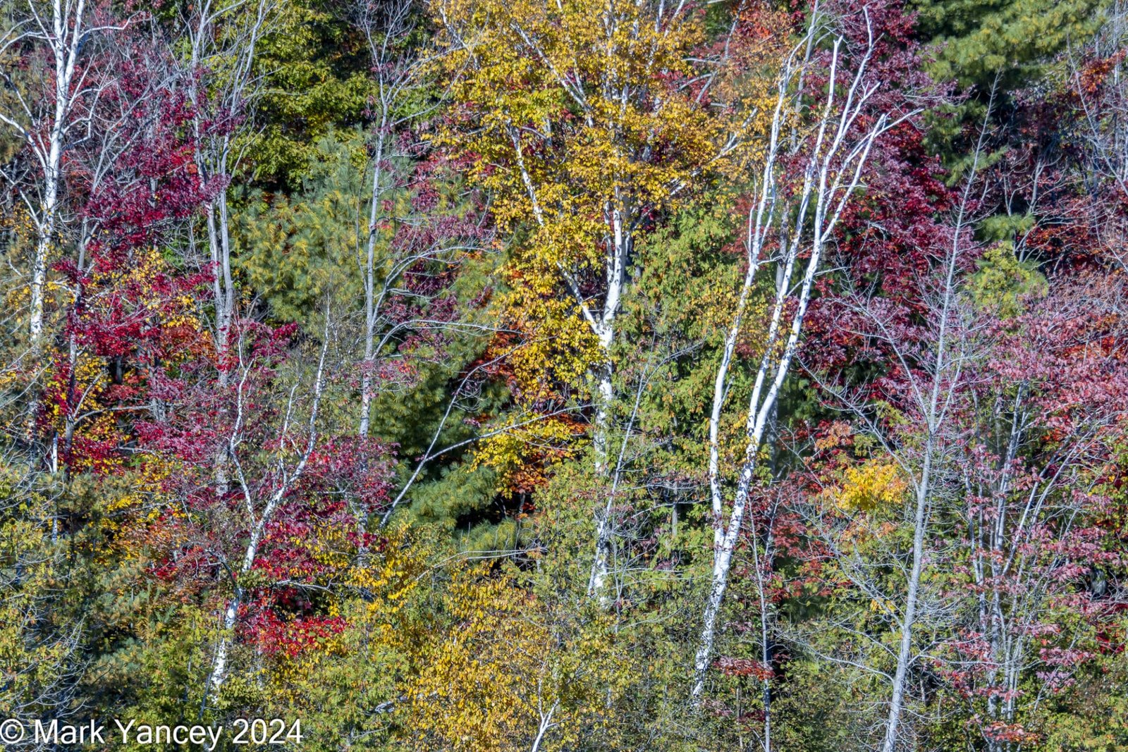 Color at the OCC Kayak Launch Site