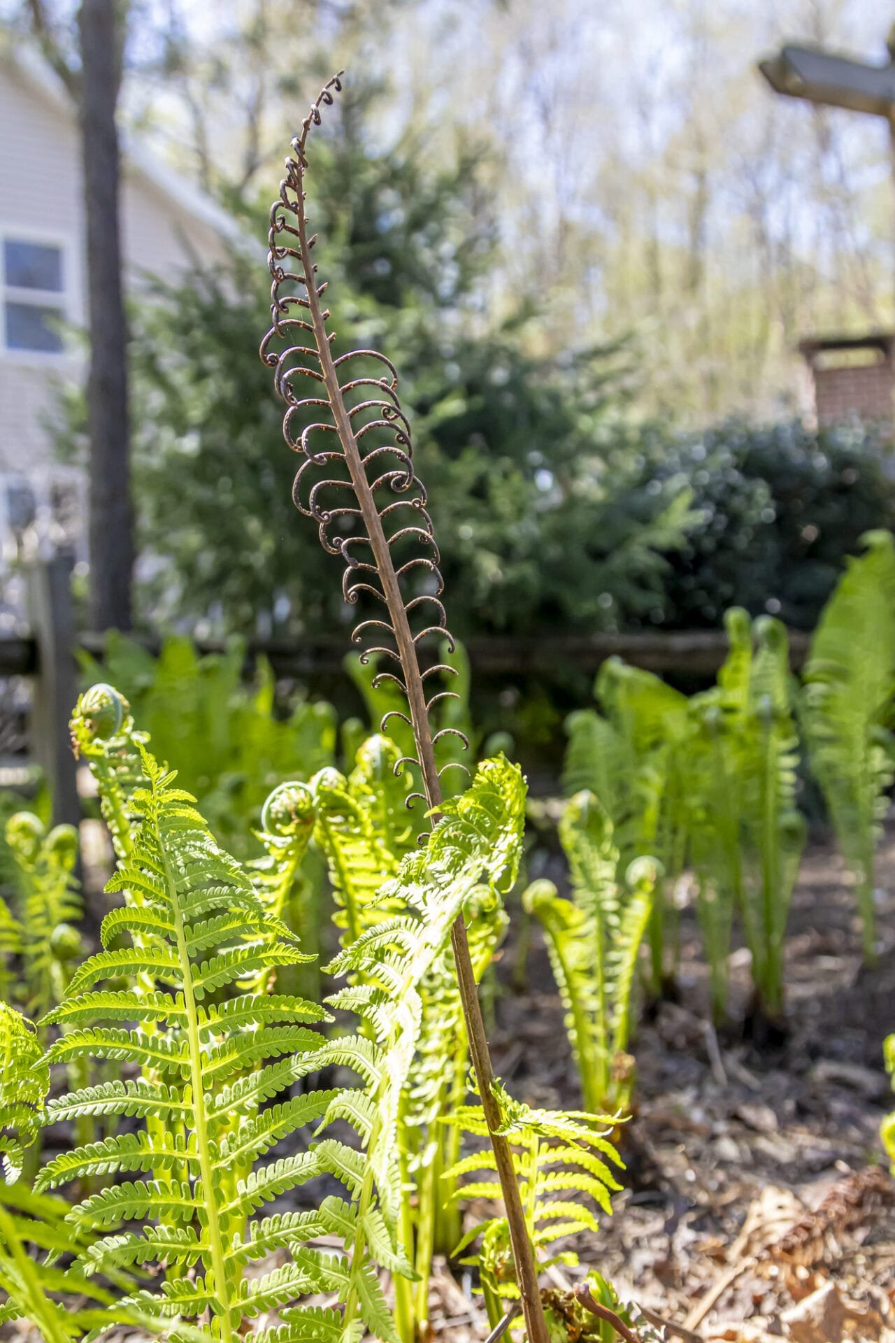 Spring ferns with last year's remnants