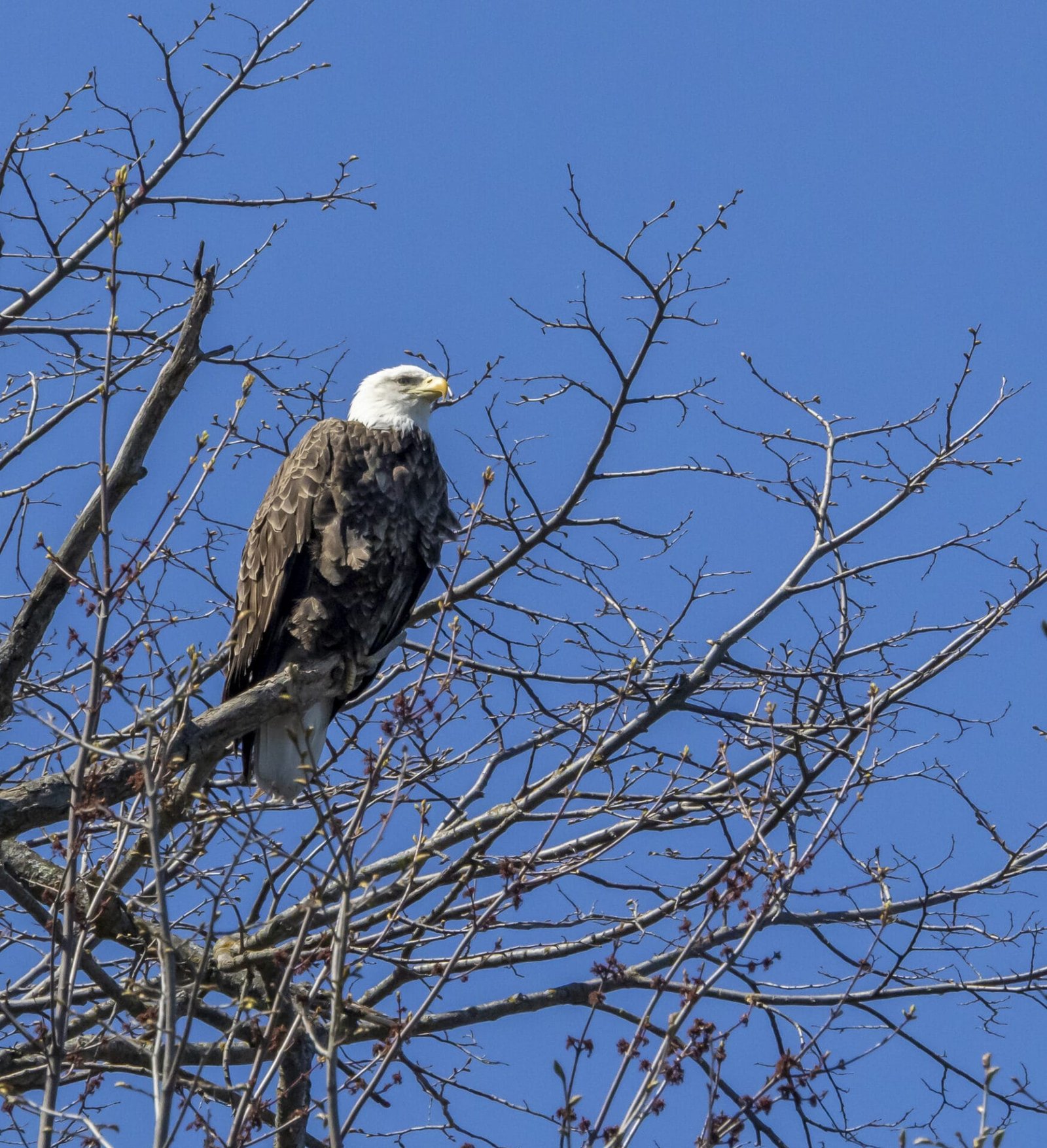 Bald Eagle in Tree