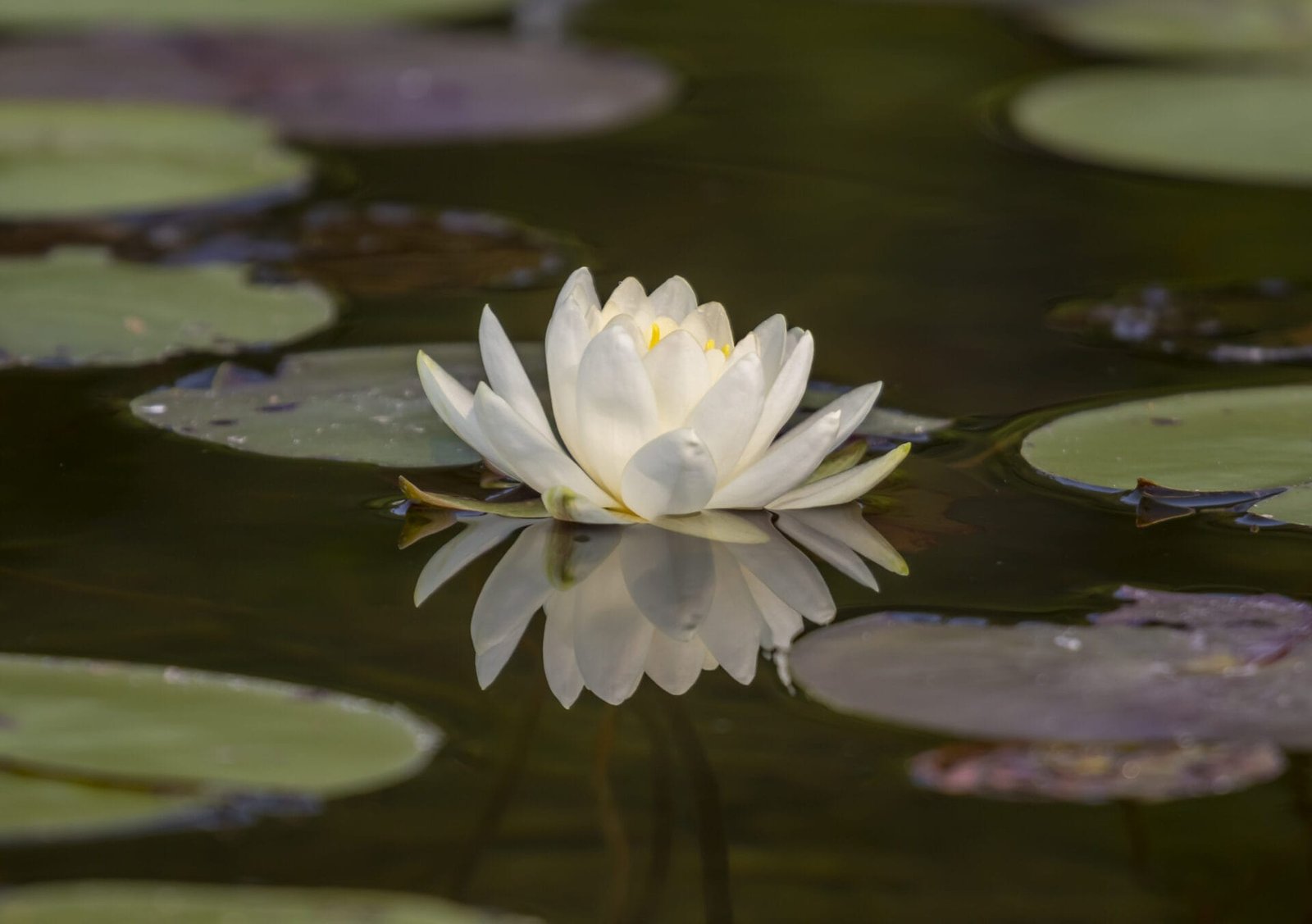 Water Lily Reflection