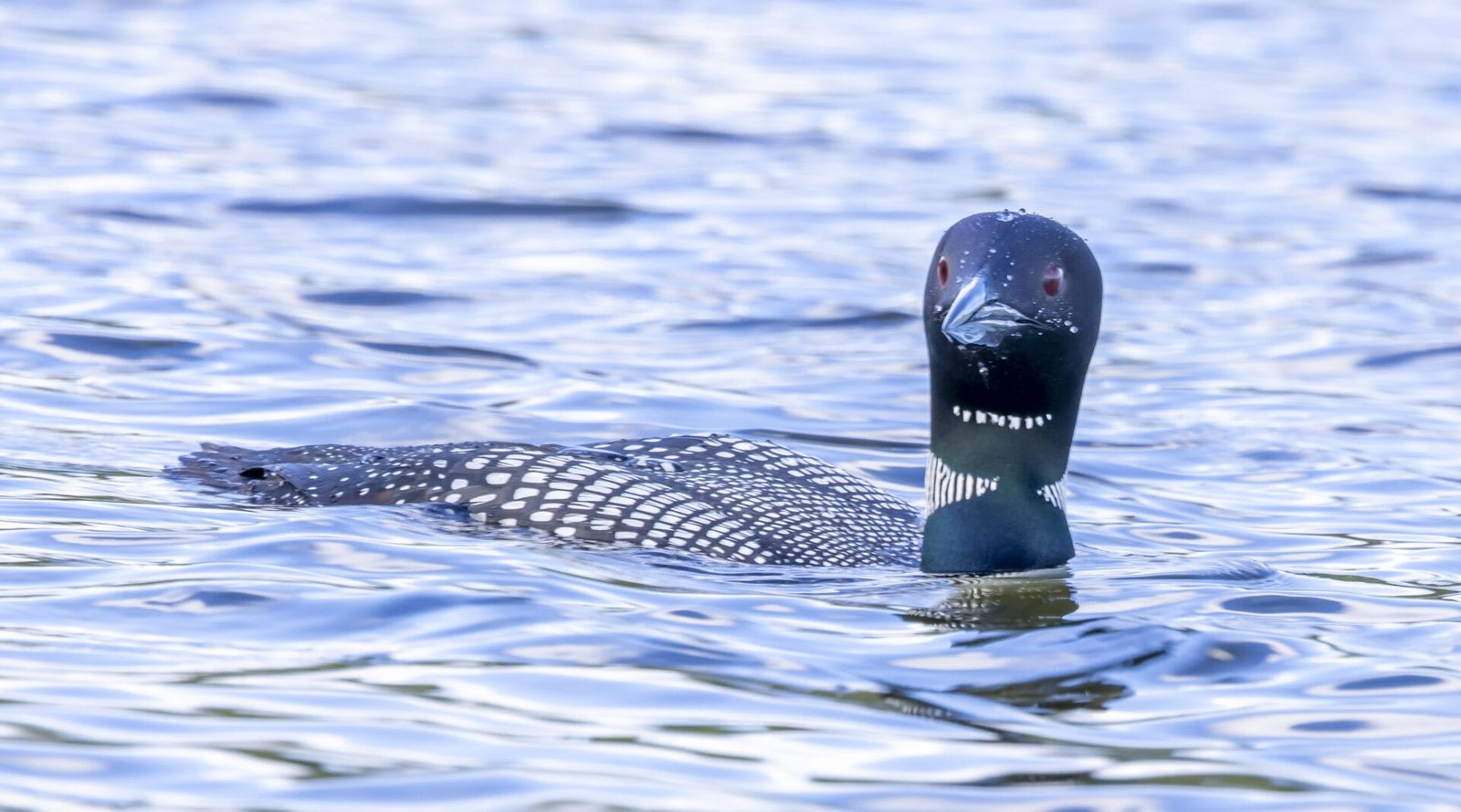 Loon