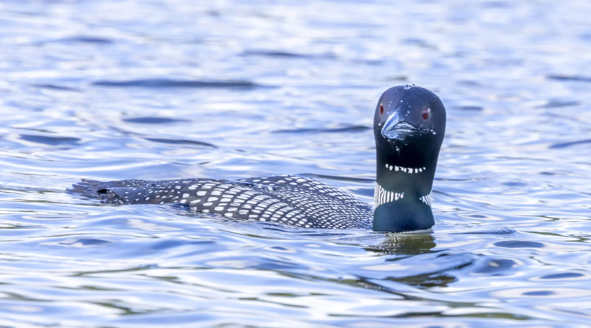 Loon
