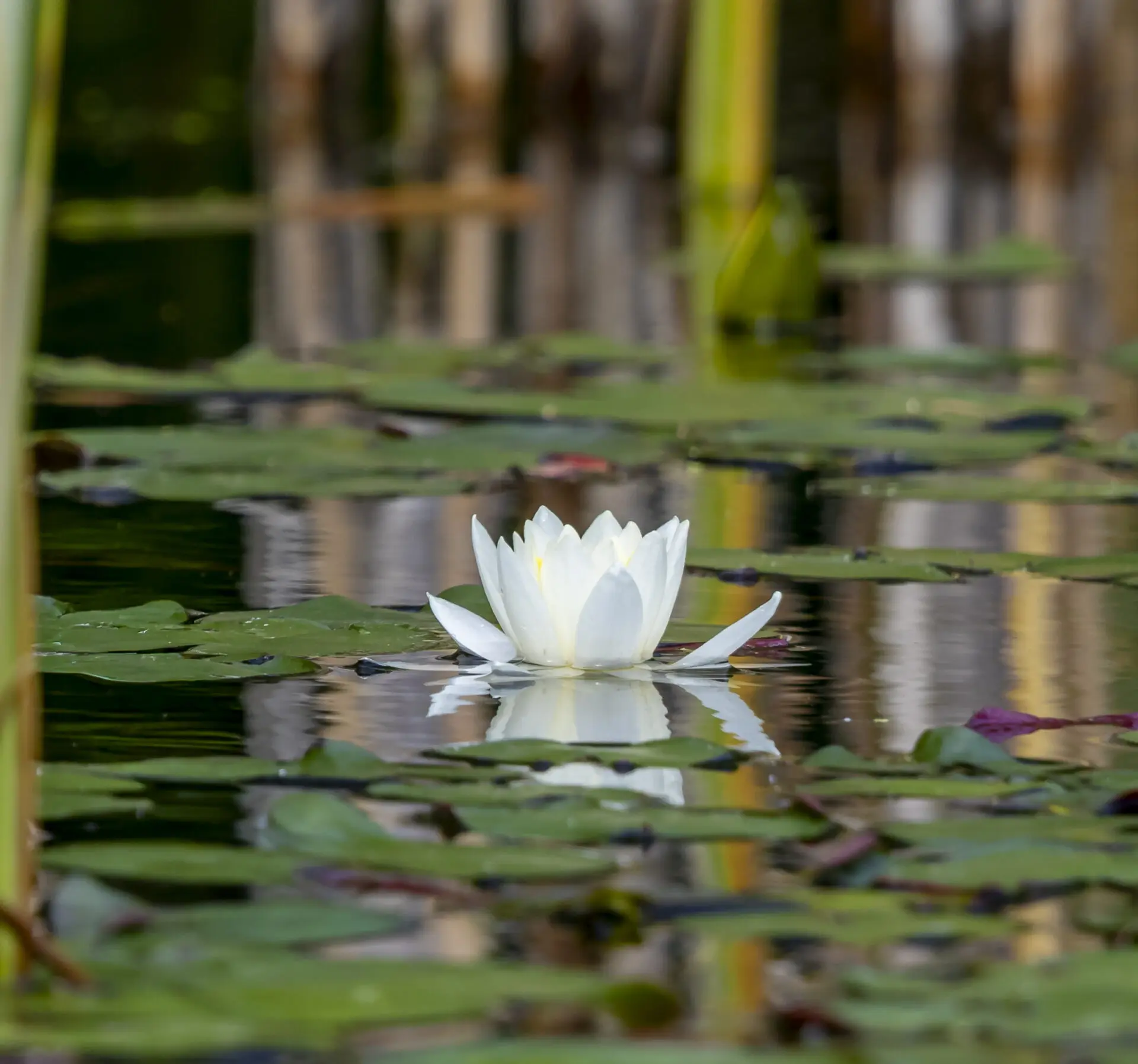 Water Lily